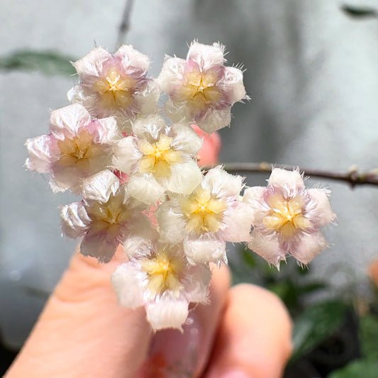 Hoya Lacunosa 'Royal Flush' – Steckling, unbewurzelt, 1-2 Blätter, Pflanze, Wachsblume, dunkelgrüne Schönheit