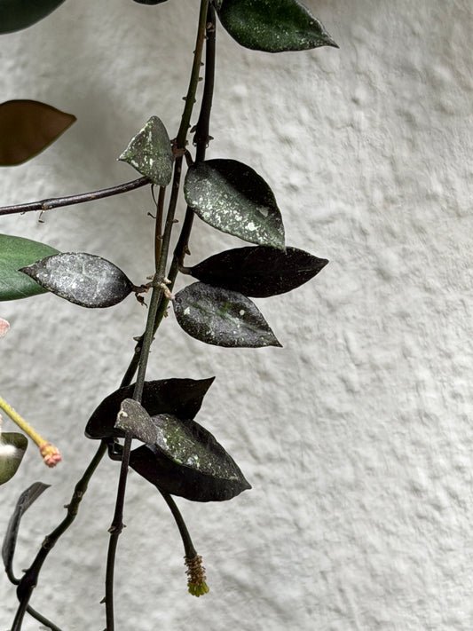 Hoya Lacunosa 'Royal Flush' – Steckling, unbewurzelt, 1-2 Blätter, Pflanze, Wachsblume, dunkelgrüne Schönheit