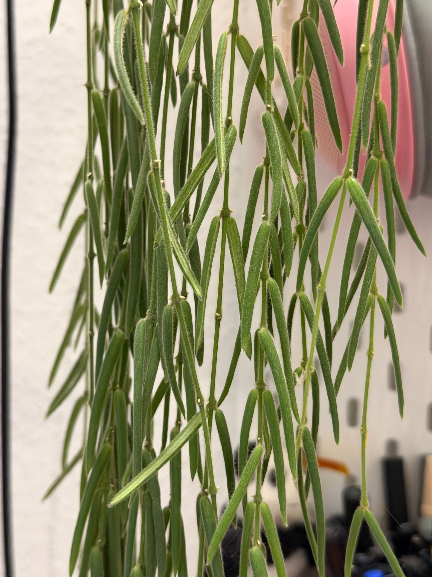 Hoya 'Linearis' – Steckling, unbewurzelt, 4-6 Blätter