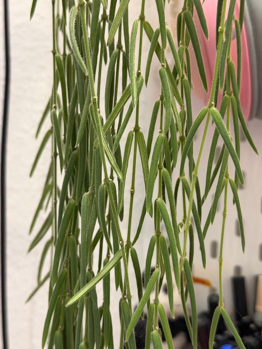 Hoya 'Linearis' – Steckling, unbewurzelt, 4-6 Blätter