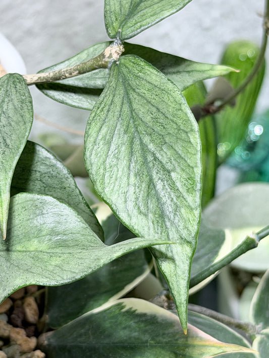 Hoya Polyneura 'Full Silver' | – Steckling, unbewurzelt, 1-2 Blätter