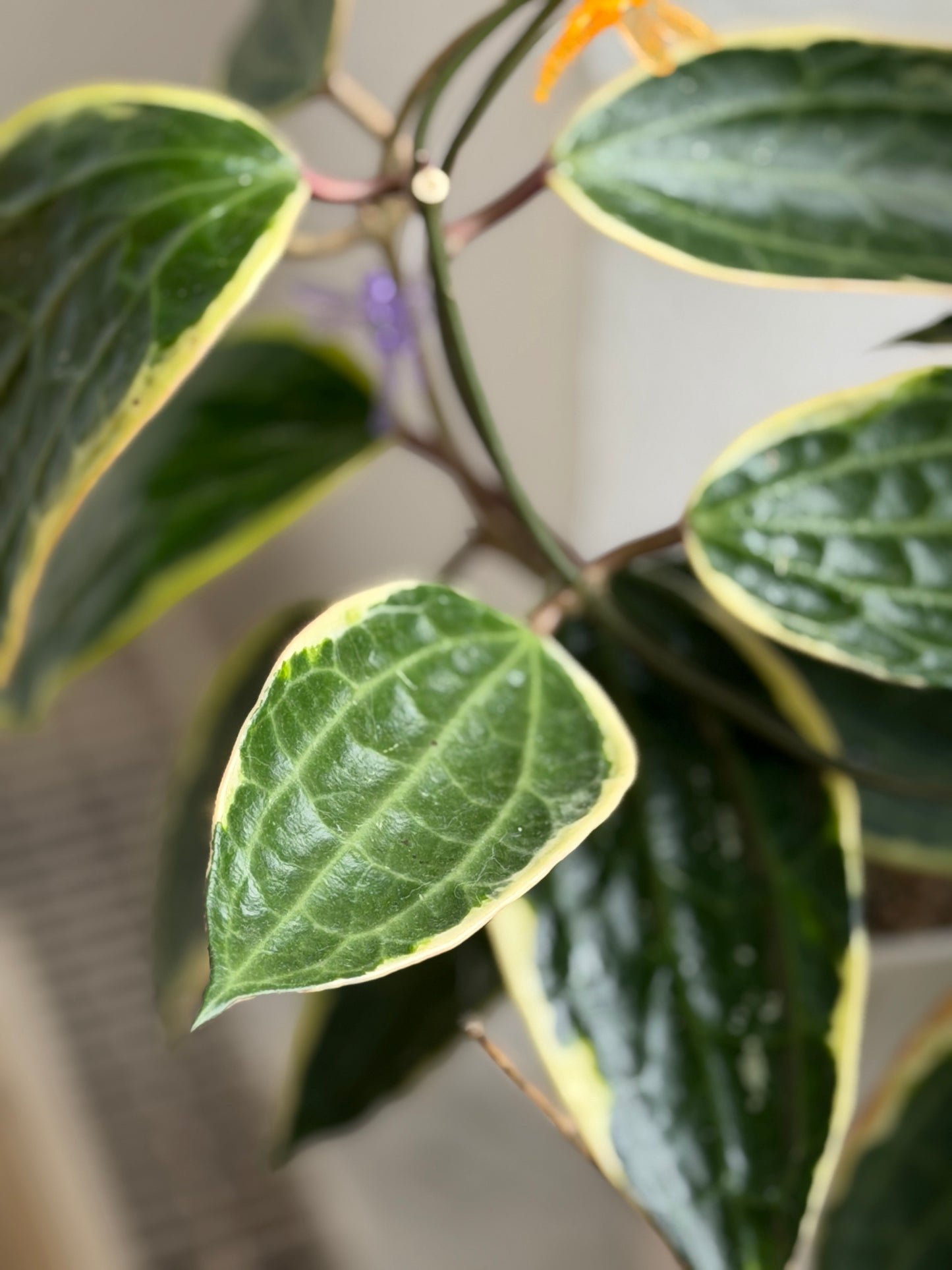 Hoya Latifolia Albomarginata– Steckling, unbewurzelt, 1-2 Blätter