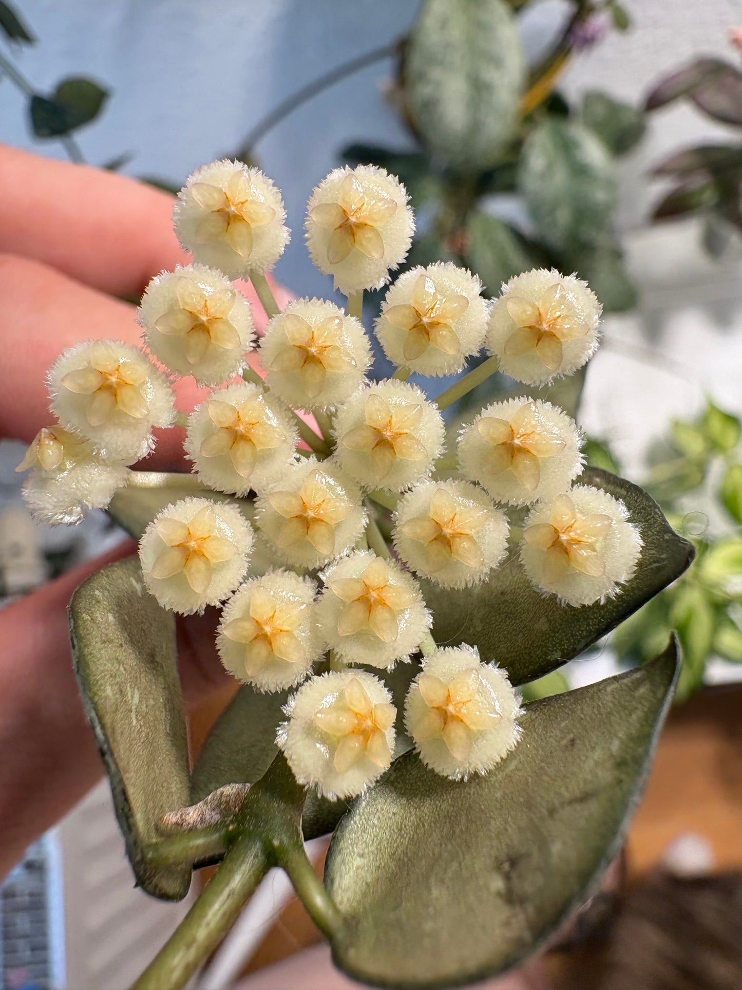 Hoya 'Krohniana' – Steckling, unbewurzelt, 2-4 Blätter