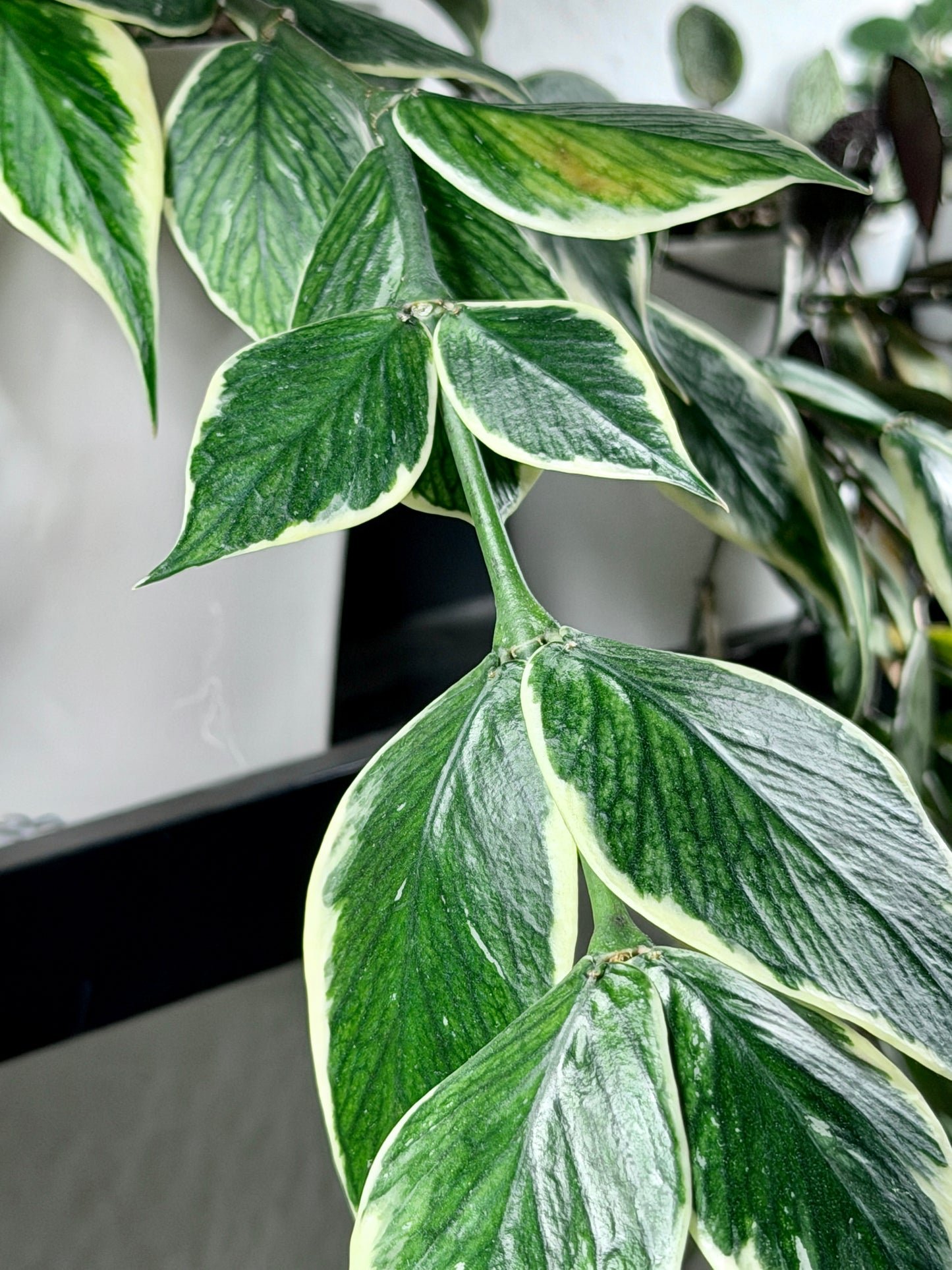 Hoya Polyneura Albomarginata aka 'Outer Variegata' | Steckling, unbewurzelt, 1-2 Blätter