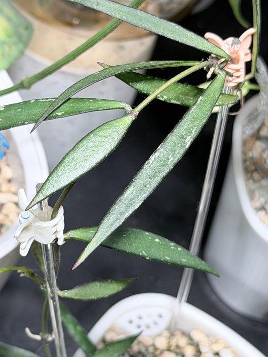 Hoya NO ID sp. 'Sumatra' – Steckling, unbewurzelt, 1-2 Blätter