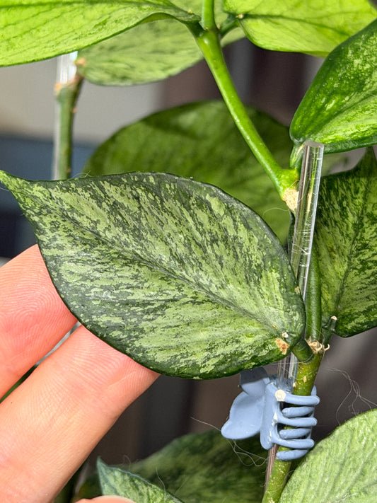 Hoya Polyneura 'Broget' | Steckling 1-2 Blätter