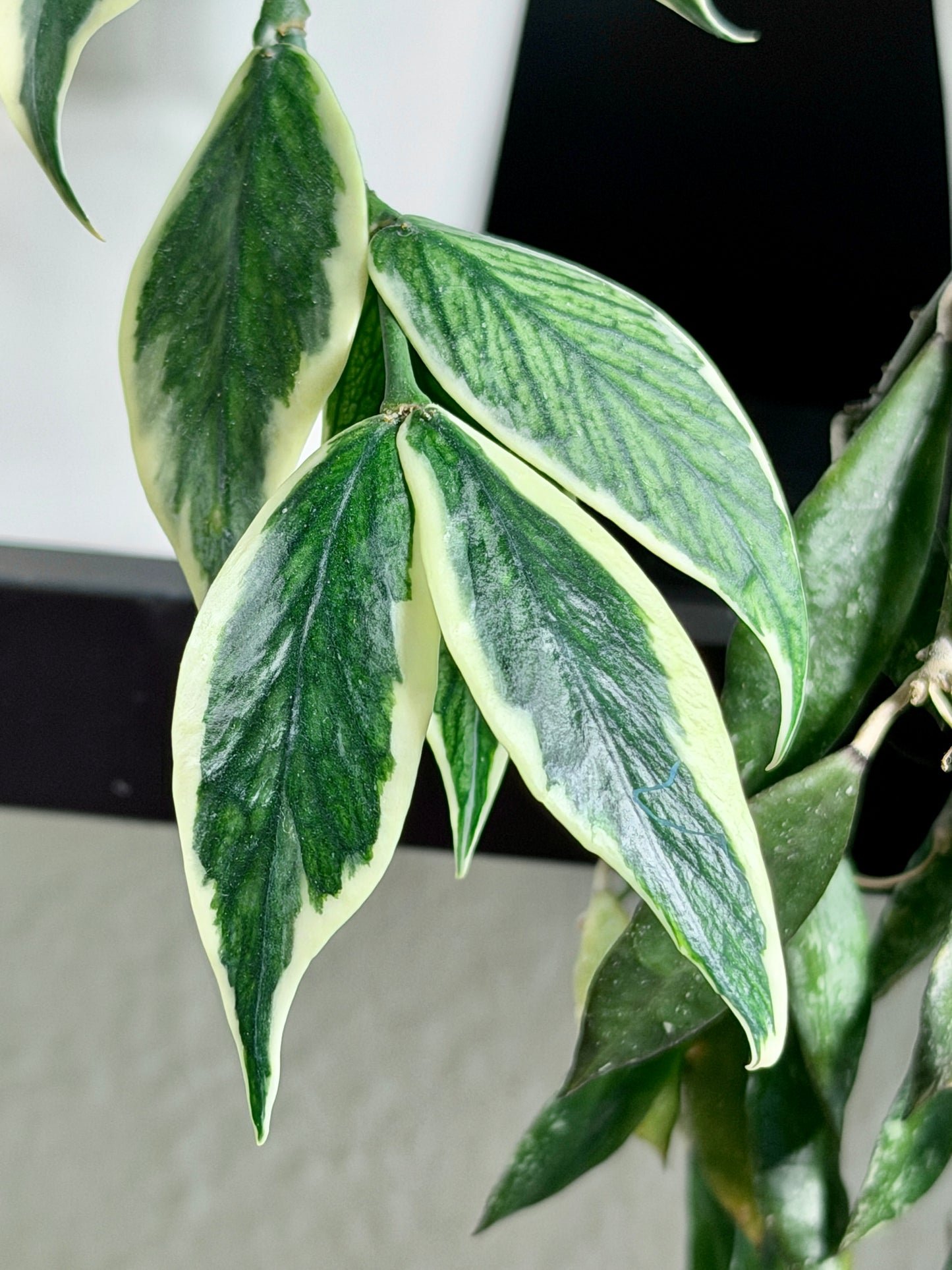 Hoya Polyneura Albomarginata aka 'Outer Variegata' | Steckling, unbewurzelt, 1-2 Blätter