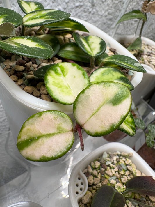 Hoya Mathilde Variegata Ableger – Steckling, unbewurzelt, 1-2 Blätter