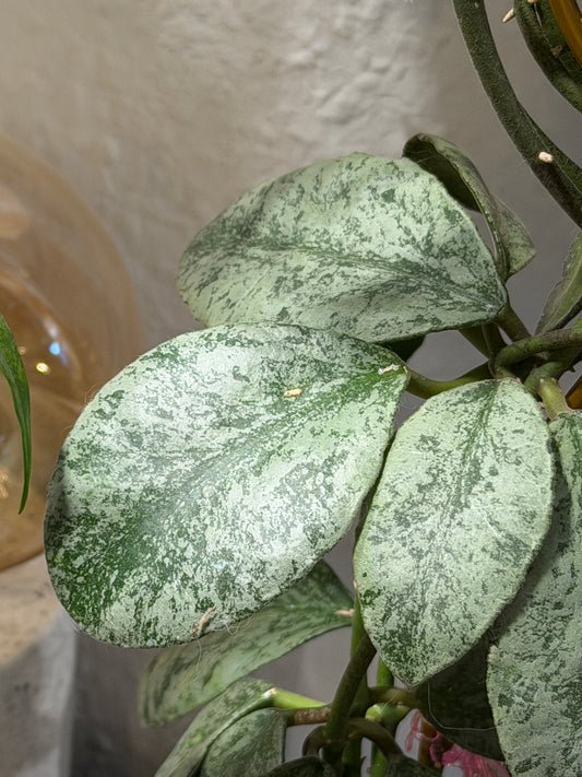 Hoya Waymaniae 'Cloudy Sky' – Steckling, unbewurzelt, 1-2 Blätter