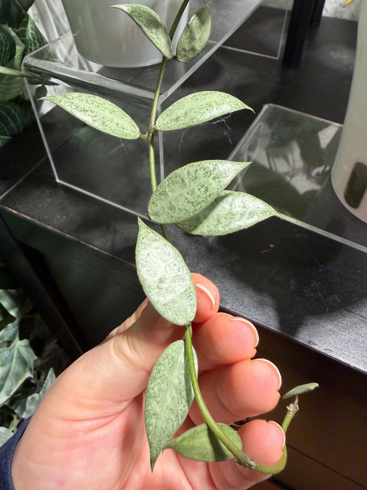 Hoya Lacunosa 'Louisa's Silver' – Steckling, unbewurzelt, 1-2 Blätter, silbriger Blattglanz
