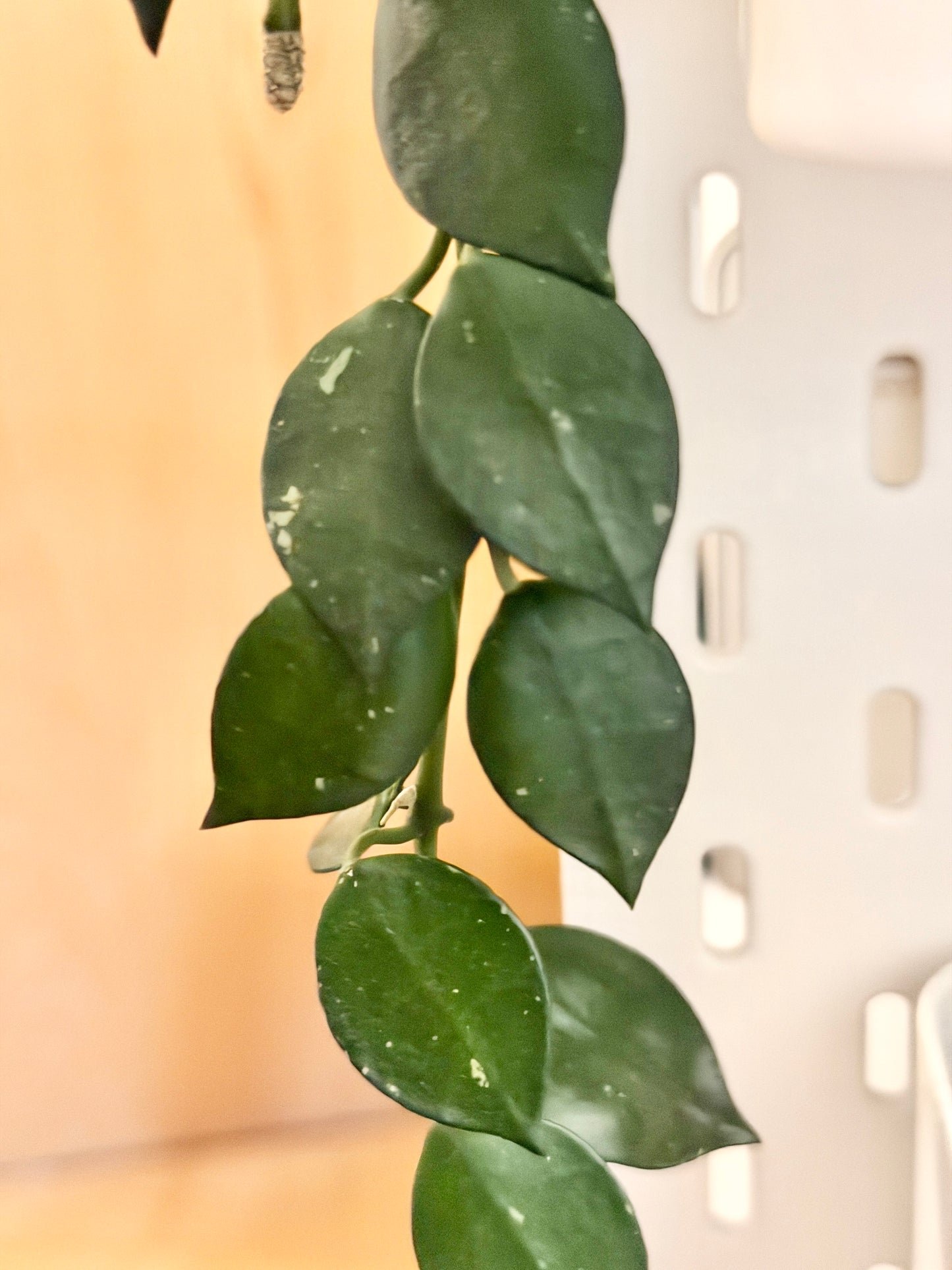 Hoya 'Krohniana' – Steckling, unbewurzelt, 2-4 Blätter