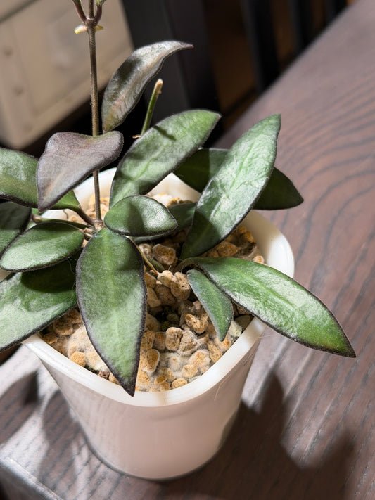 Hoya 'Rosita' – Steckling, unbewurzelt, 1-2 Blätter