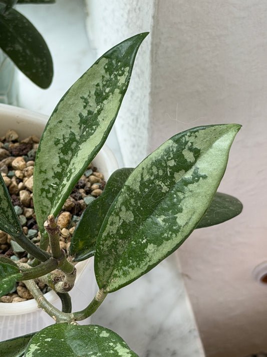 Hoya sp. AH074 ‚Silver Moon‘ – Steckling, unbewurzelt, 1-2 Blätter