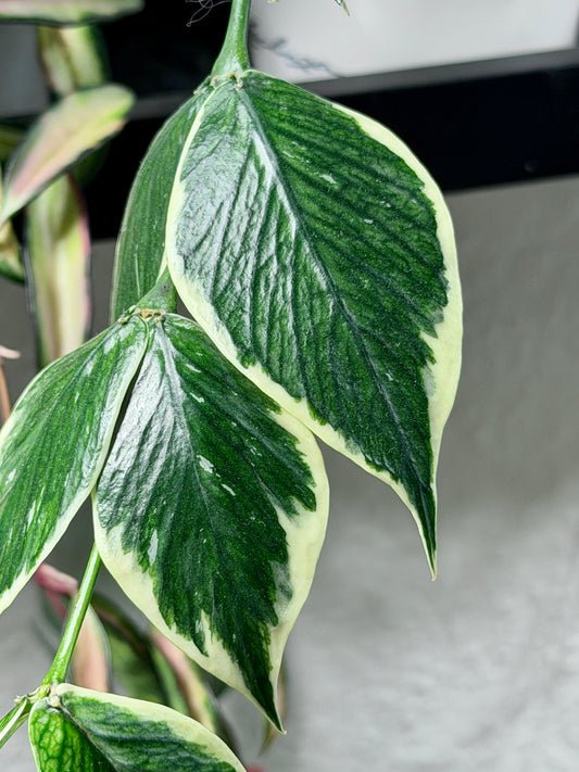 Hoya Polyneura Albomarginata aka 'Outer Variegata' | Steckling, unbewurzelt, 1-2 Blätter