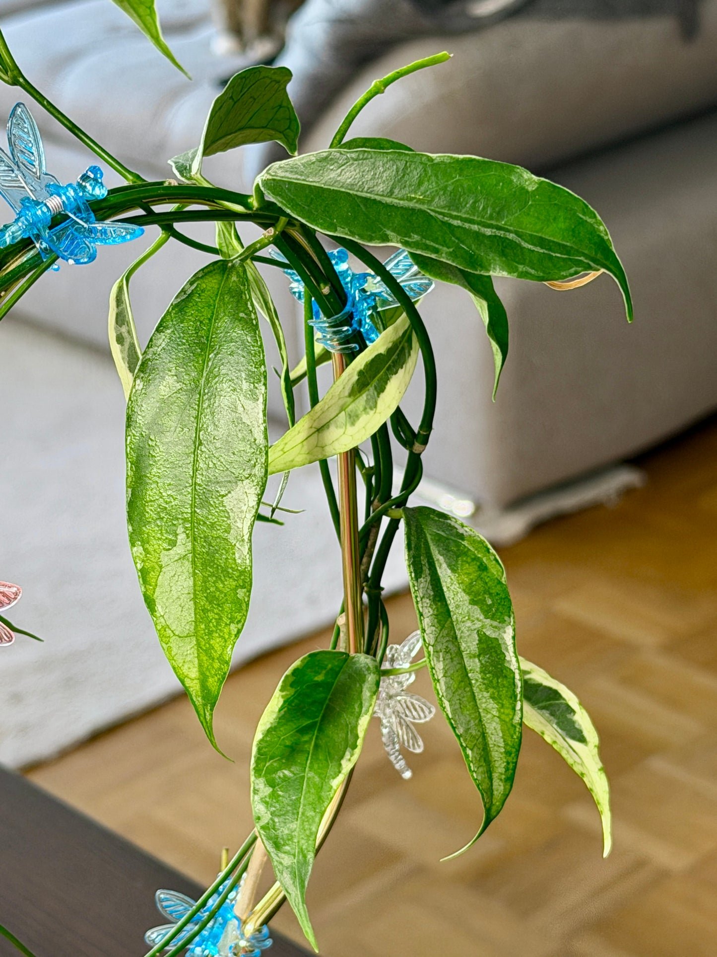 Hoya buotii albomarginata | Steckling, unbewurzelt, 1-2 Blätter