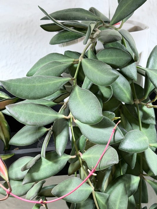 Hoya 'Burtoniae' – Steckling, unbewurzelt, 2-4 Blätter