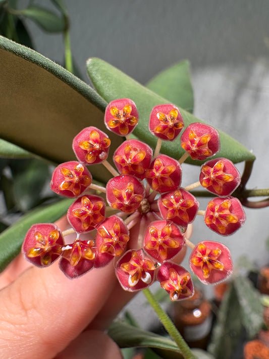 Hoya 'Burtoniae' – Steckling, unbewurzelt, 2-4 Blätter