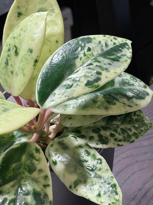Hoya Carnosa Madara 'Snow Angel' | Seltener Steckling, unbewurzelt, 1-2 Blätter