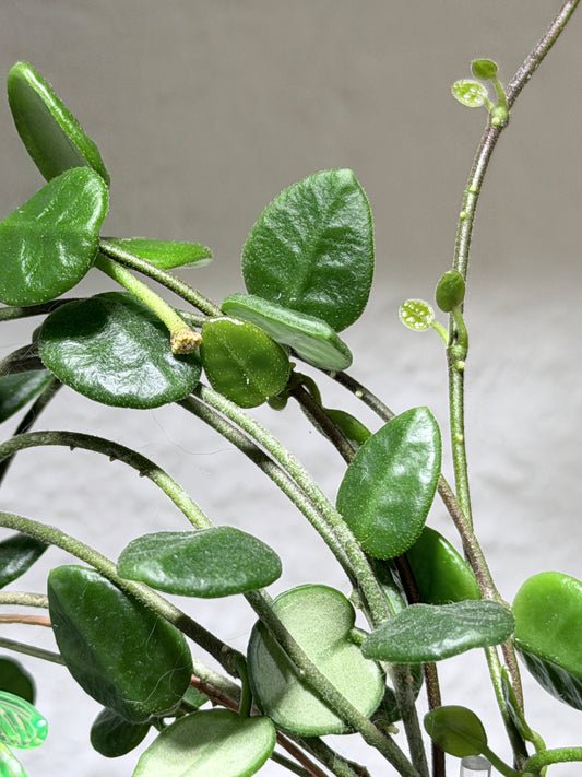 Hoya Tengchongensis – Steckling, unbewurzelt, 1-2 Blätter