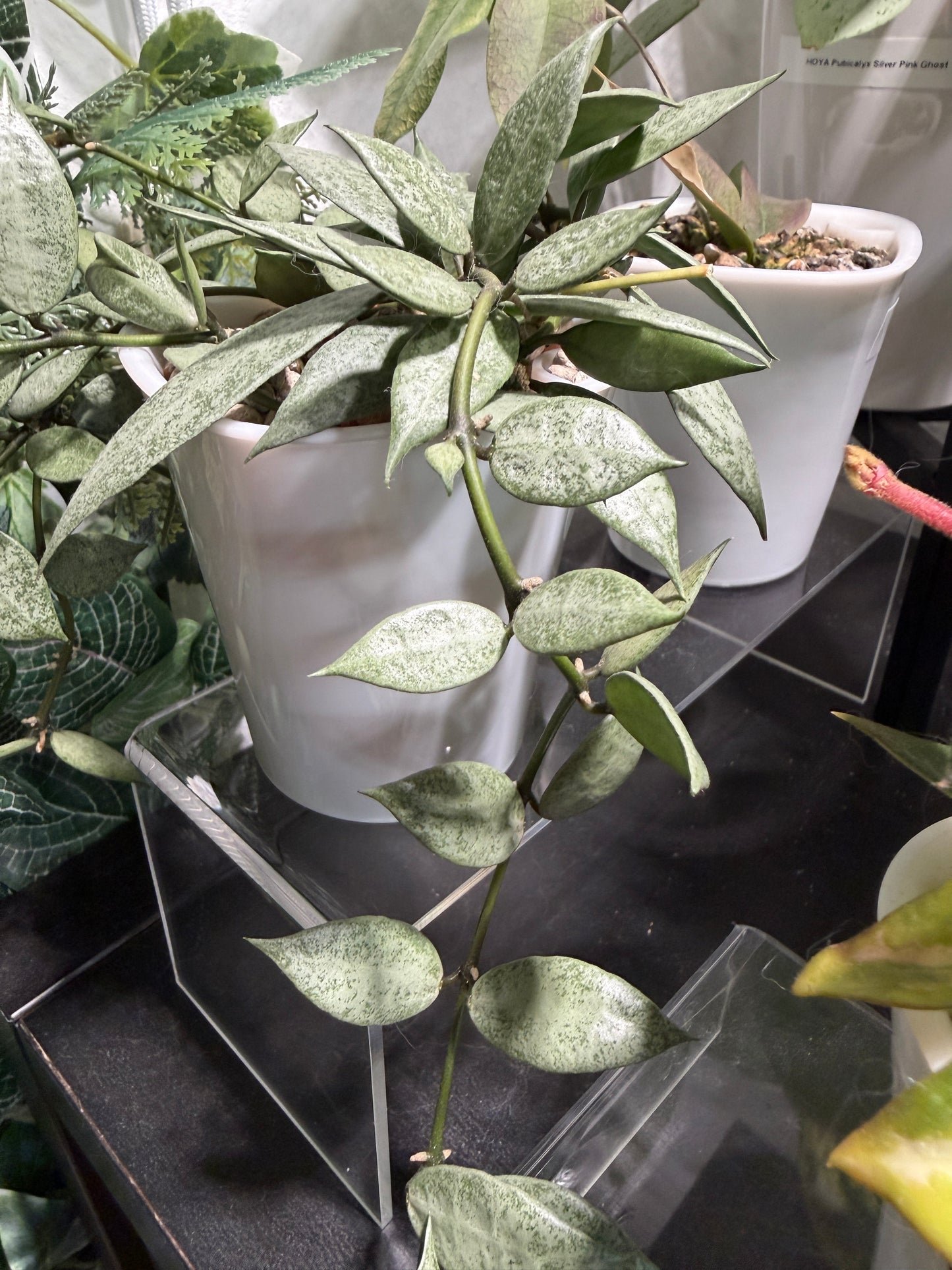 Hoya Lacunosa 'Louisa's Silver' – Steckling, unbewurzelt, 1-2 Blätter, silbriger Blattglanz