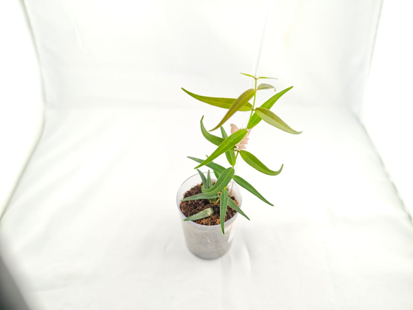 Hoya 'Oligantha' | Seltener Hoya-Ableger | Duftende Blüte | Steckling 2 Blätter | Frisch geschnitten