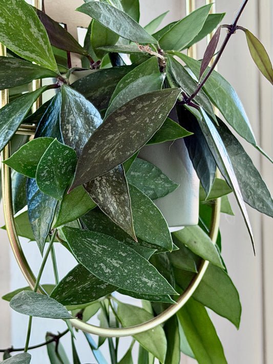 Hoya 'Memoria' aka Gracilis – Steckling, unbewurzelt, 2-4 Blätter