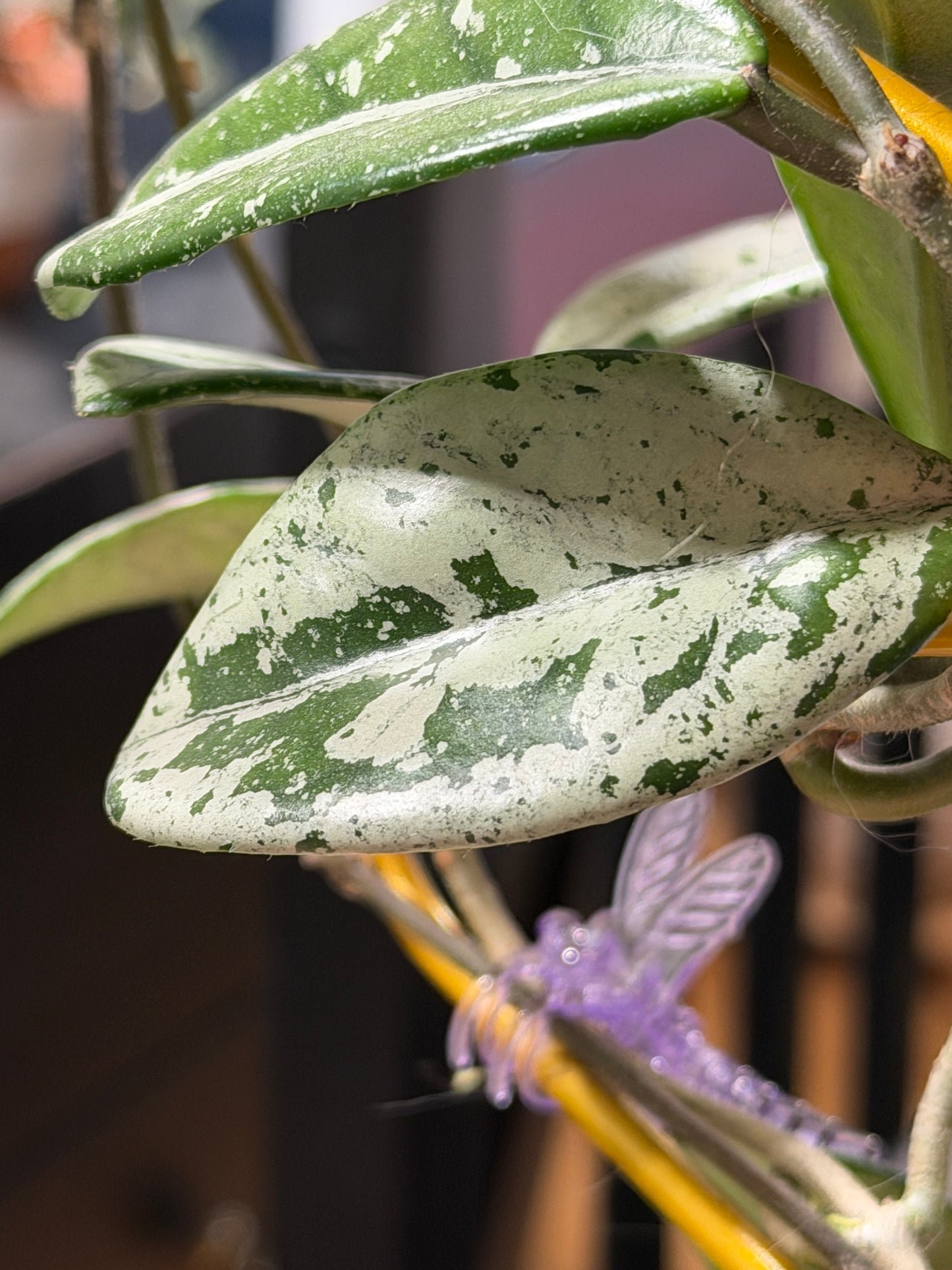 Hoya Carnosa 'Wilbur graves' – Steckling, unbewurzelt, 1-2 Blätter