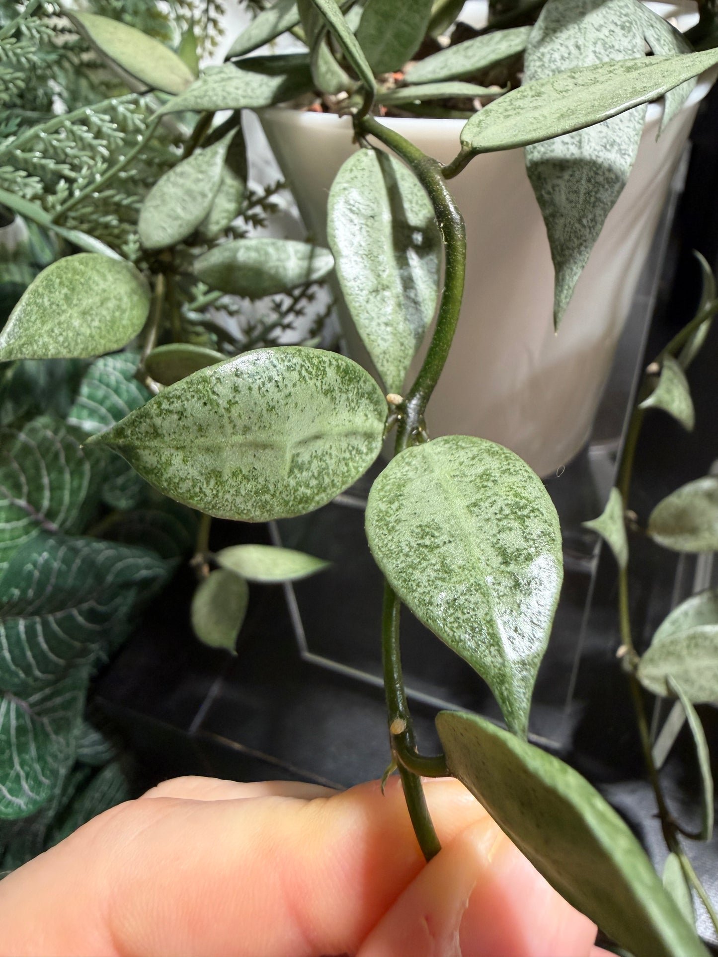Hoya Lacunosa 'Louisa's Silver' – Steckling, unbewurzelt, 1-2 Blätter, silbriger Blattglanz