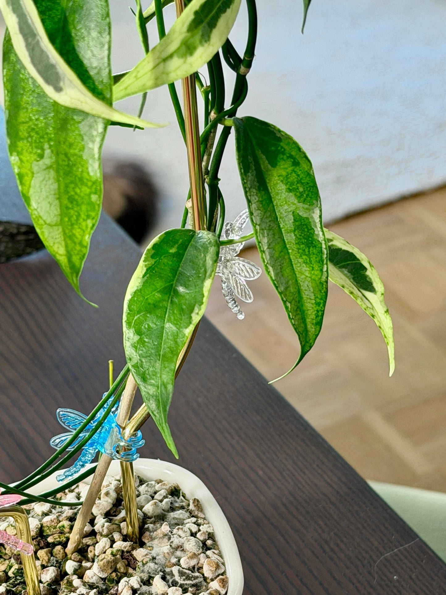 Hoya buotii albomarginata | Steckling, unbewurzelt, 1-2 Blätter