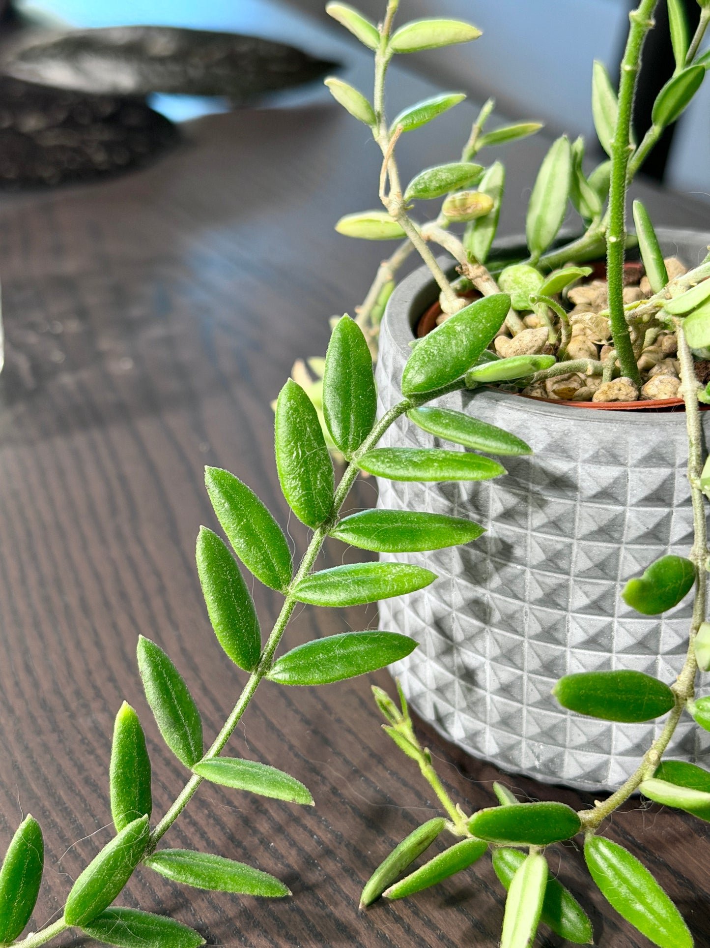 Hoya Engleriana Vietnam – Miniaturwunder | Steckling, unbewurzelt, 4-6 Blätter
