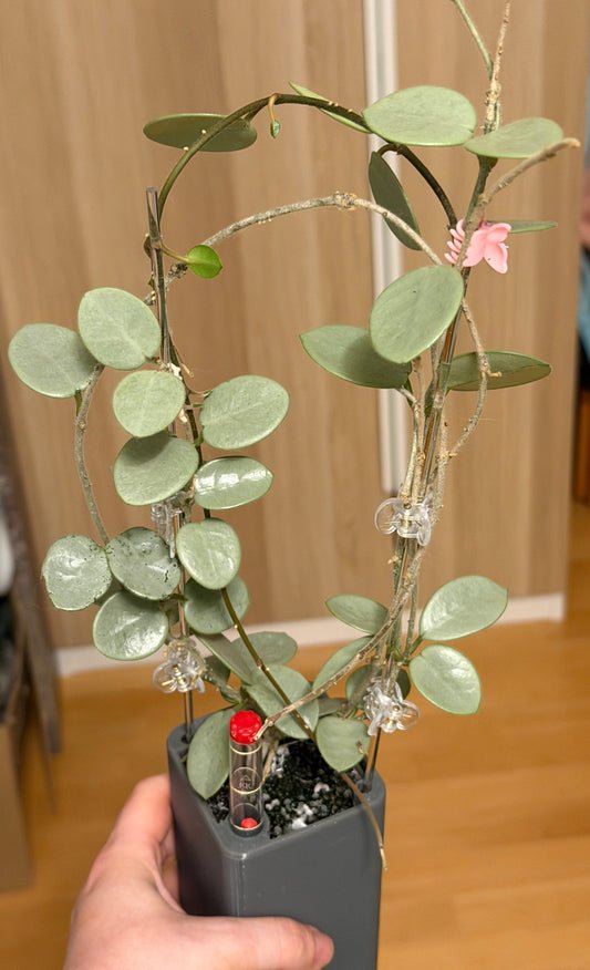 Hoya Mathilde 'Grey Fairy' | Seltener Steckling, unbewurzelt, 1-2 Blätter