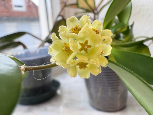 Hoya Davidcummingii Yellow Flowers – Steckling, unbewurzelt, 1-2 Blätter