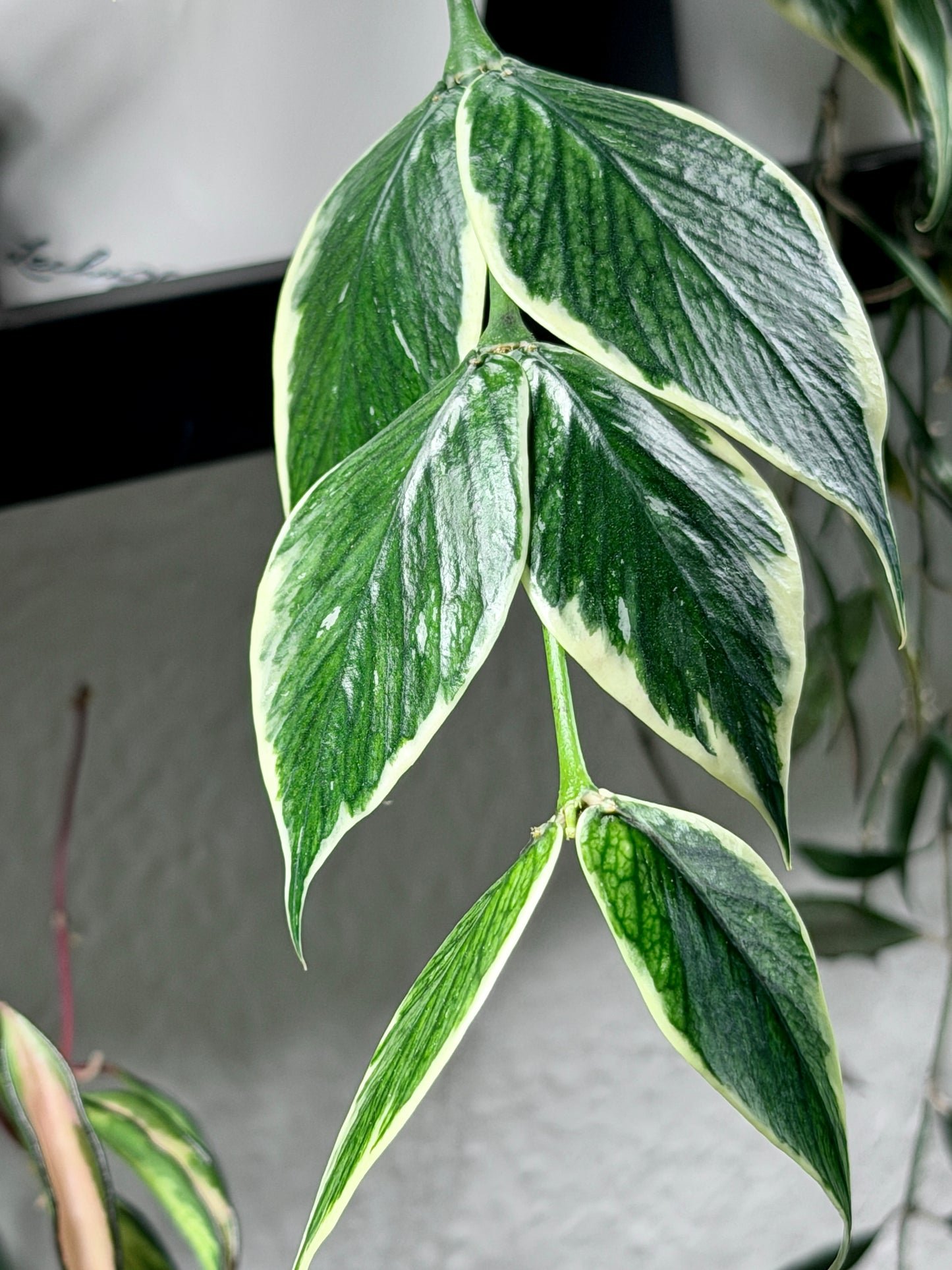 Hoya Polyneura Albomarginata aka 'Outer Variegata' | Steckling, unbewurzelt, 1-2 Blätter