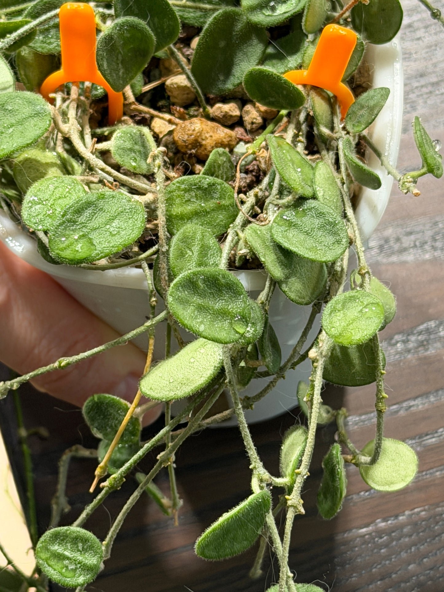 Hoya 'Serpens' | Steckling unbewurzelt 2-4 Blätter