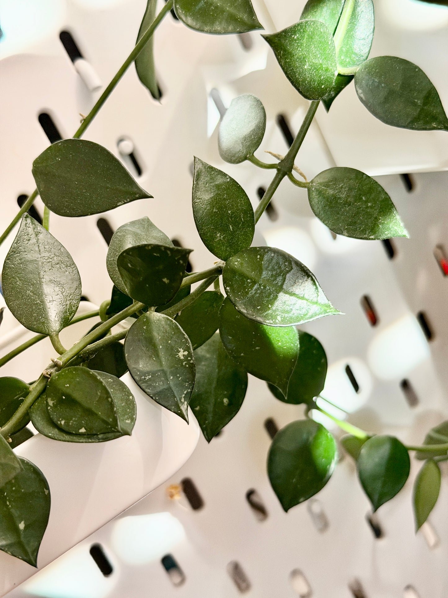 Hoya 'Krohniana' – Steckling, unbewurzelt, 2-4 Blätter