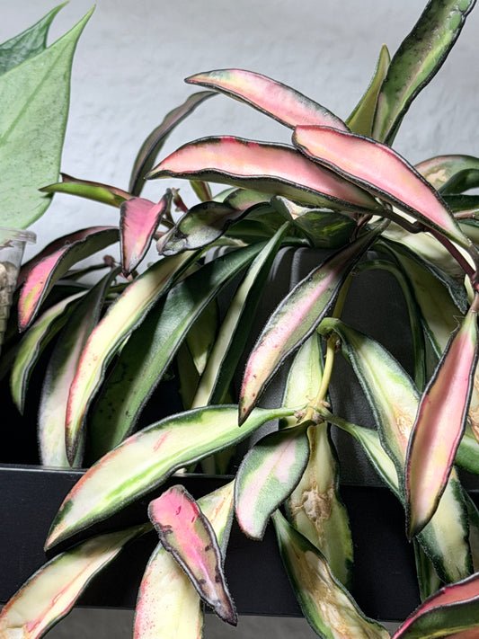 Hoya Wayettii 'Tricolor' Variegata – Steckling, unbewurzelt, 1-2 Blätter