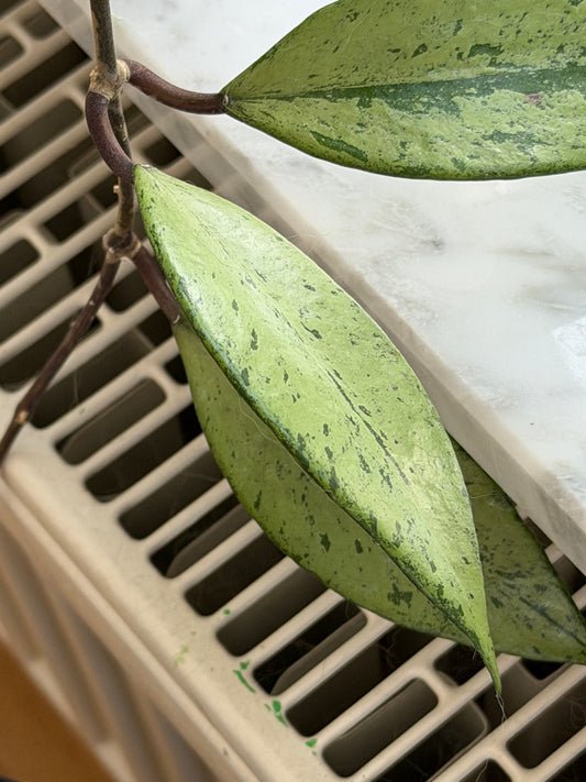 Hoya Snow Cui Silver – Steckling, unbewurzelt, 1-2 Blätter