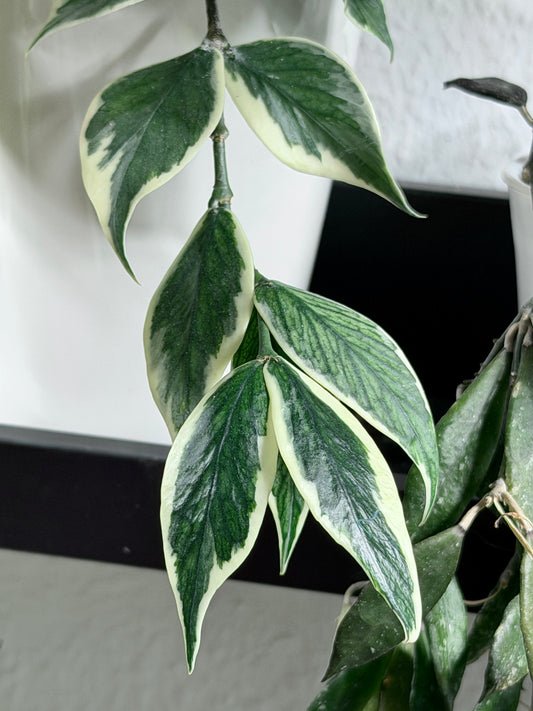 Hoya Polyneura Albomarginata aka 'Outer Variegata' | Steckling, unbewurzelt, 1-2 Blätter
