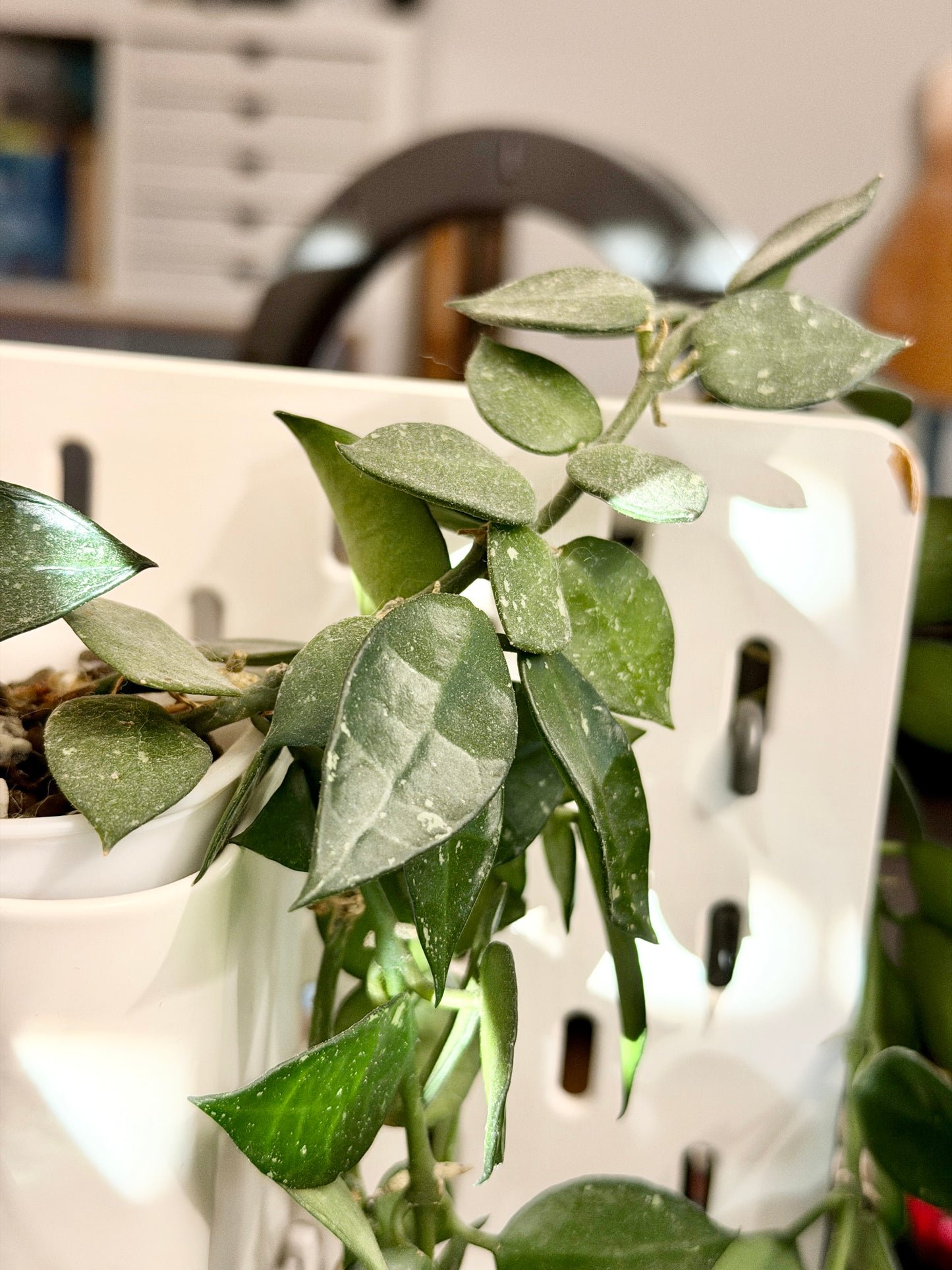 Hoya 'Krohniana' – Steckling, unbewurzelt, 2-4 Blätter