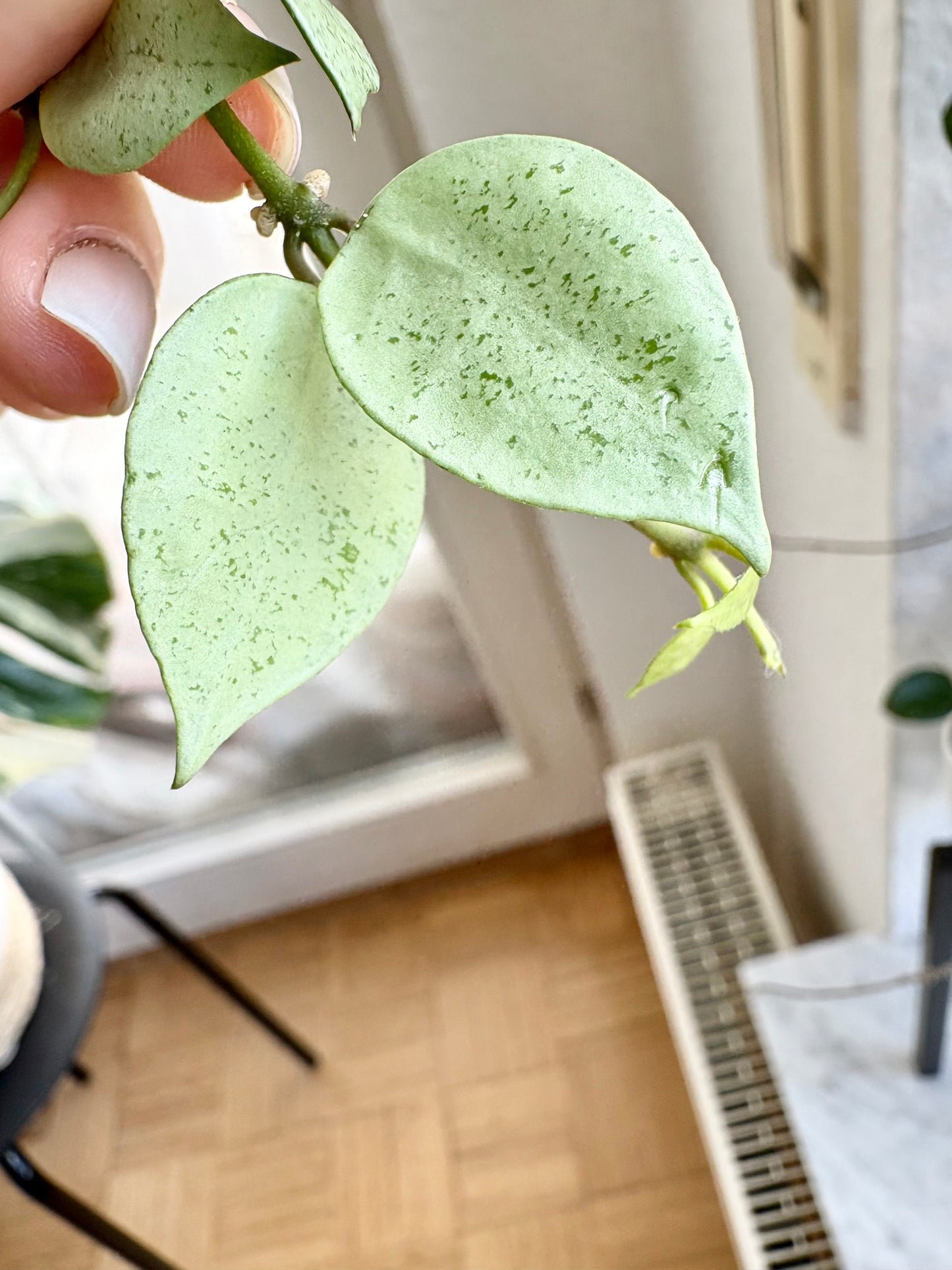 Hoya Lacunosa 'Mint Coin' – Steckling, unbewurzelt, 1-2 Blätter, silber-schimmernd