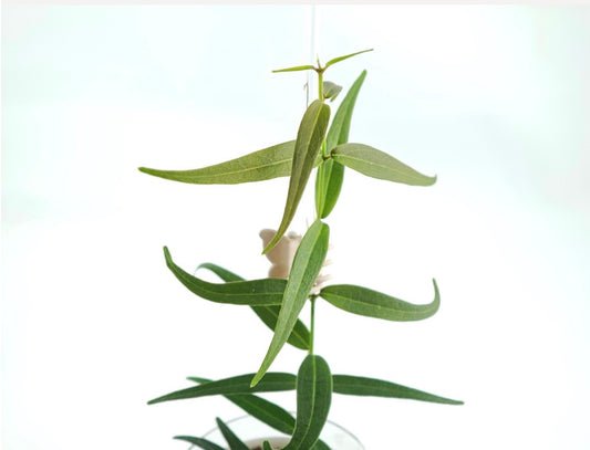 Hoya 'Oligantha' | Seltener Hoya-Ableger | Duftende Blüte | Steckling 2 Blätter | Frisch geschnitten